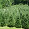 Fraser Fir Fragrance Oil (Our Version of the Brand Name) (1 oz Bottle) for Candle Making, Soap Making, Tart Making, Room Sprays, Lotions, Car Fresheners, Slime, Bath Bombs, Warmers…